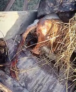 Screenshot_2024-12-11-17-16-24-40_6012fa4d4ddec268fc5c7112cbb265e7