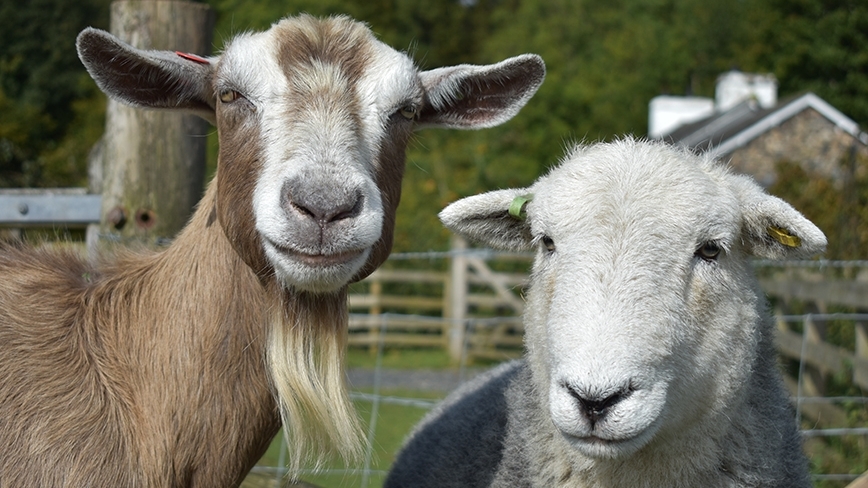 brown-goat-and-white-sheep